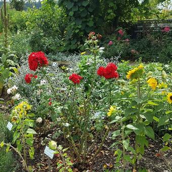 Botanischer Garten